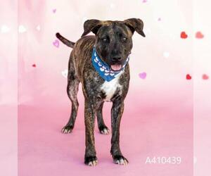 American Pit Bull Terrier-Plott Hound Mix Dogs for adoption in Conroe, TX, USA