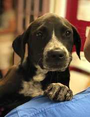 Mastador Dogs for adoption in Lakewood, CO, USA
