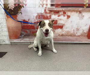 Mutt Dogs for adoption in San Bernardino, CA, USA
