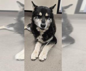 German Shepherd Dog-Siberian Husky Mix Dogs for adoption in HESPERIA, CA, USA