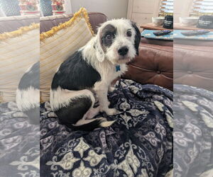 Mutt Dogs for adoption in Plainfield, IL, USA