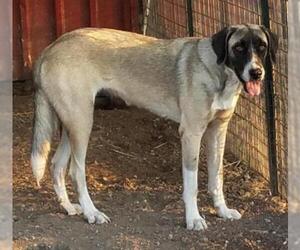 Anatolian Shepherd-Unknown Mix Dogs for adoption in Whitewright, TX, USA