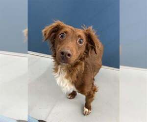 Dachshund-Unknown Mix Dogs for adoption in Arlington, WA, USA
