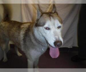 Siberian Husky Dogs for adoption in Long Beach, CA, USA