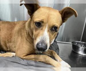 Carolina Dog-Unknown Mix Dogs for adoption in Tavares, FL, USA