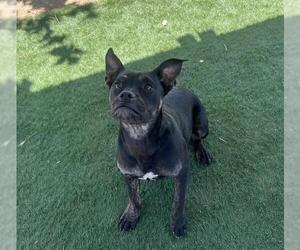 Boxer Dogs for adoption in HESPERIA, CA, USA