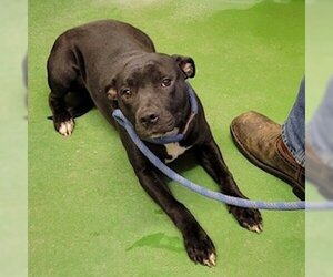 American Staffordshire Terrier Dogs for adoption in Fairfax, VA, USA