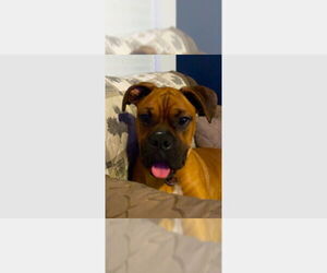 Boxer Dogs for adoption in Austin, TX, USA