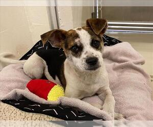 Mutt Dogs for adoption in Fremont, CA, USA
