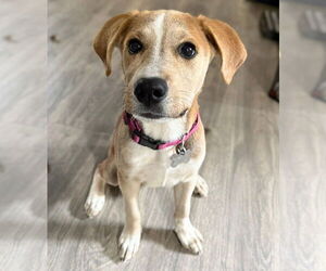 Labrador Retriever-Unknown Mix Dogs for adoption in Holly Springs, NC, USA