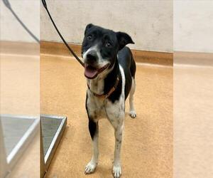 Border Collie-Unknown Mix Dogs for adoption in Martinez, CA, USA