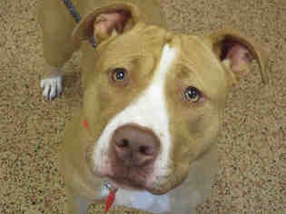 American Pit Bull Terrier-Unknown Mix Dogs for adoption in Springfield, MA, USA