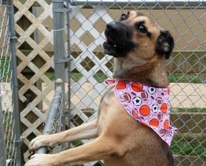 German Shepherd Dog Dogs for adoption in Rossville, TN, USA
