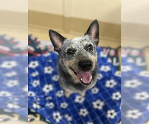 Mutt Dogs for adoption in Chula Vista, CA, USA