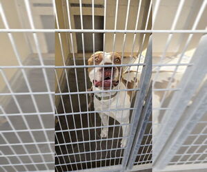 Mutt Dogs for adoption in Texas City, TX, USA