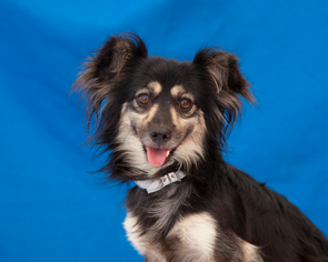 Papshund Dogs for adoption in Pasadena, CA, USA