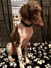 Poodle (Standard) Dogs for adoption in Altus, OK, USA