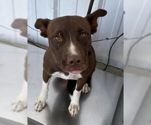 American Pit Bull Terrier Dogs for adoption in Bakersfield, CA, USA