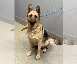 German Shepherd Dog-Unknown Mix Dogs for adoption in Las Vegas, NV, USA