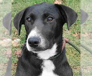 Borador Dogs for adoption in Tyler, TX, USA