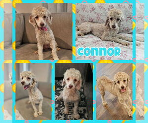 Cockapoo Dogs for adoption in Blacksburg, SC, USA