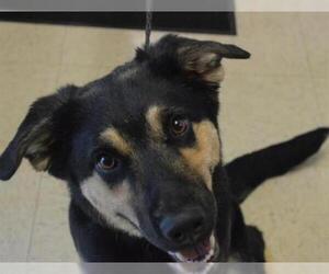 German Shepherd Dog Dogs for adoption in Olathe, KS, USA