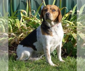 Beagle Dogs for adoption in Batavia, NY, USA