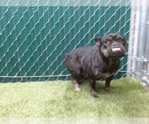 French Bulldog Dogs for adoption in Downey, CA, USA