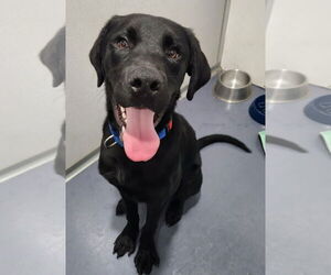Labrador Retriever Dogs for adoption in Walnutport, PA, USA