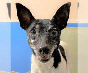 Rat Terrier Dogs for adoption in Palmer, AK, USA