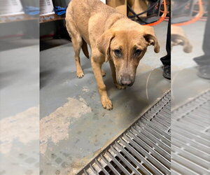 German Shepherd Dog-Unknown Mix Dogs for adoption in Stockton, CA, USA