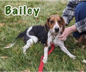 Beagle Dogs for adoption in Brookville, OH, USA