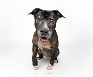 Mutt Dogs for adoption in Santa Cruz, CA, USA