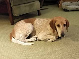 English Coonhound Dogs for adoption in Asheville, NC, USA