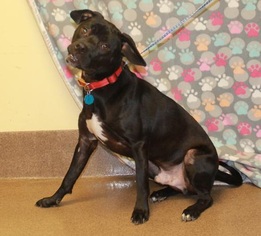 Boxador Dogs for adoption in Potomac, MD, USA