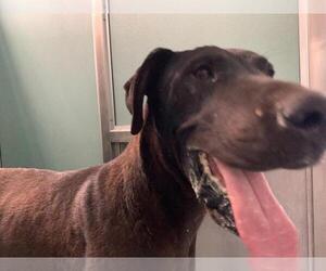 Great Dane-Unknown Mix Dogs for adoption in Moreno Valley, CA, USA