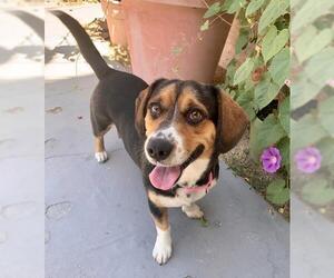 Beagi Dogs for adoption in Marina Del Rey, CA, USA