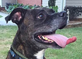 American Pit Bull Terrier-Unknown Mix Dogs for adoption in Point Pleasant, PA, USA