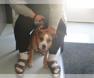 American Staffordshire Terrier-Boxer Mix Dogs for adoption in Ocala, FL, USA