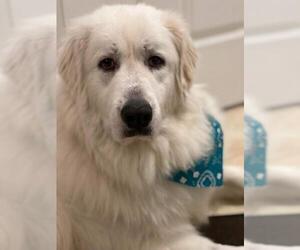 Great Pyrenees Dogs for adoption in Elgin, IL, USA