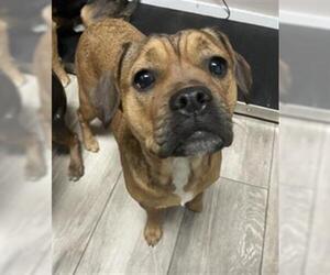 Boxer-Unknown Mix Dogs for adoption in Redlands, CA, USA