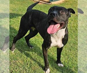 American Pit Bull Terrier-Unknown Mix Dogs for adoption in Grovetown, GA, USA