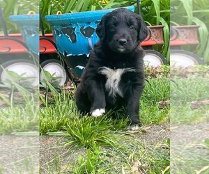 Collie-Retriever  Mix Dogs for adoption in HOPKINSVILLE/PRINCETON, KY, NH, USA