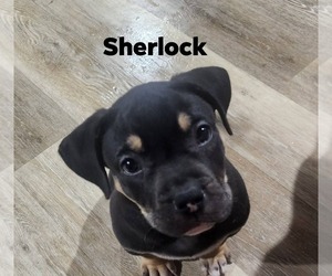 Rottweiler-Unknown Mix Dogs for adoption in Marine City, MI, USA