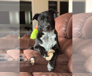 Mutt Dogs for adoption in Grafton, WI, USA