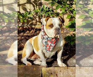 Bulldog Dogs for adoption in Pearland, TX, USA