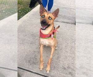 Carolina Dog-Unknown Mix Dogs for adoption in Pompano Beach , FL, USA