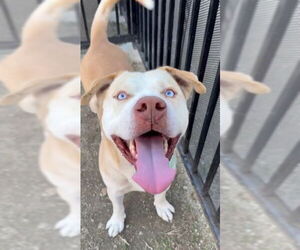 Mutt Dogs for adoption in Riverside, CA, USA