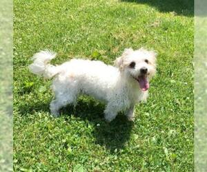 Maltese-Unknown Mix Dogs for adoption in Crystal Lake , IL, USA