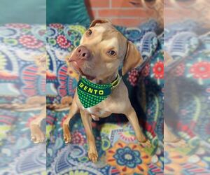 American Pit Bull Terrier-Staffordshire Bull Terrier Mix Dogs for adoption in Princeton, MN, USA